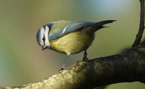 Oiseau que fais-tu ?