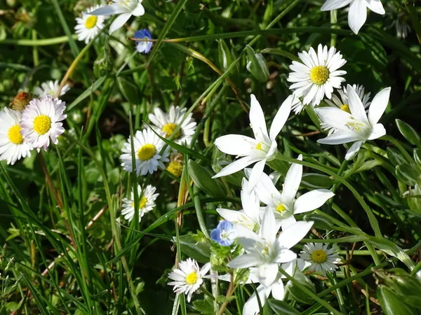 Visite guidée du jardin du Ramier