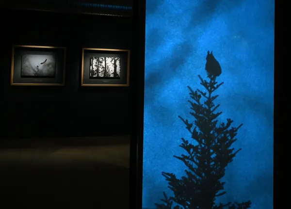 Visite guidée de l'exposition « En forêt, de la gestion à l'évasion »