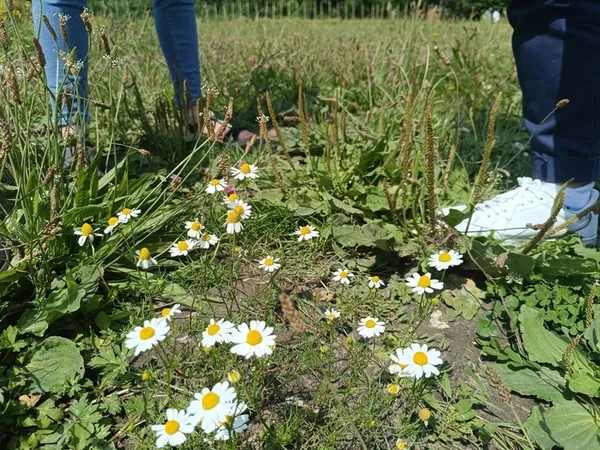 BALADE DECOUVERTE DES PLANTES SAUVAGES EN VILLE