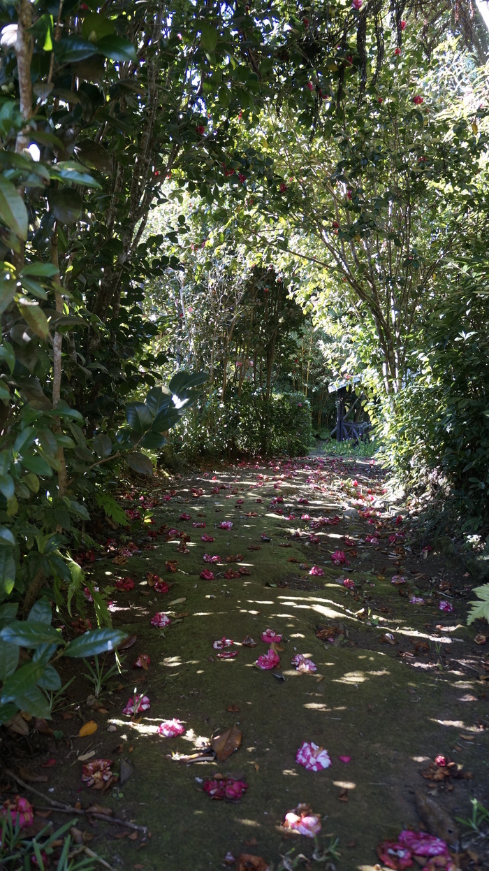 Des hommes et des plantes à La Réunion: une petite histoire de toutes nos biodiversités à travers une balade au cœur d'un jardin créole du XIXe siècle