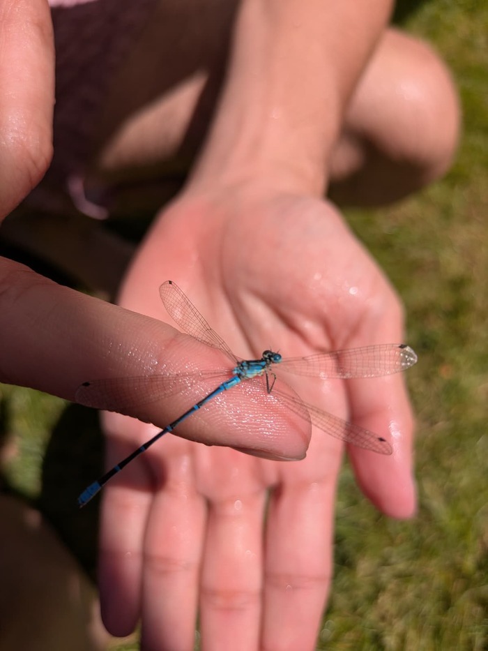 A la rencontre des petites bêtes de l'eau