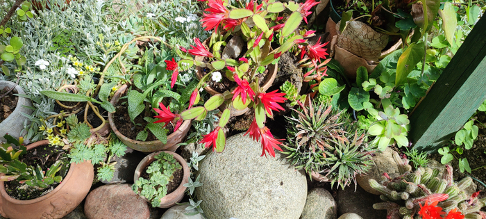 Visite libre du Jardin vagabond