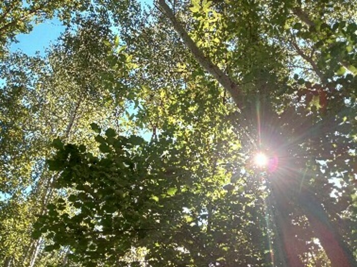 Comprendre l'organisation de la forêt : de l'herbe à l'arbre