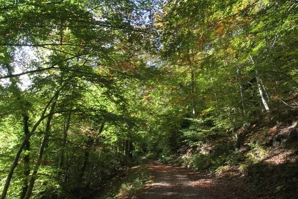 Écoutons les arbres