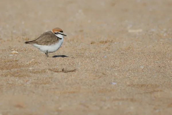 St-Germain-de-Varreville/50 : Animation sur le terrain