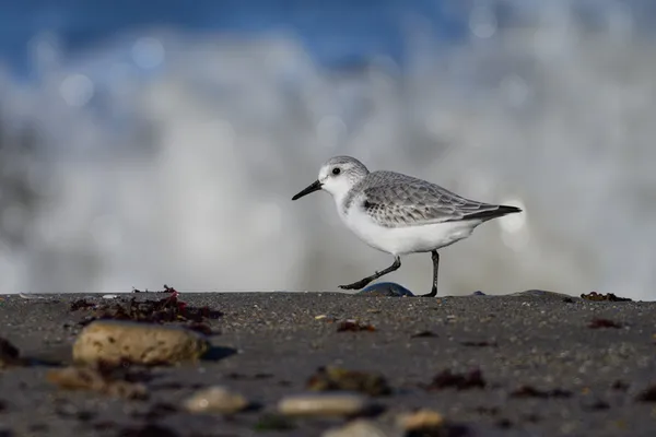 VIERVILLE-SUR-MER/14 : Découverte des oiseaux des falaises du Bessin