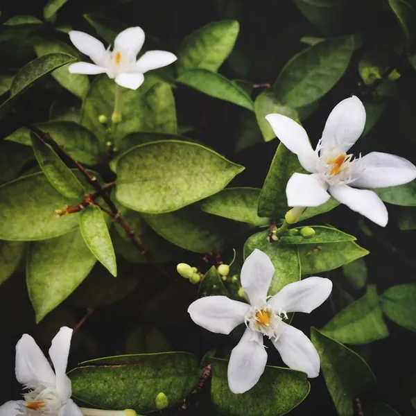 Des histoires parfumées aux fleurs d’oranger