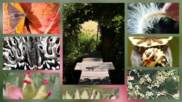 L'Art de Voir