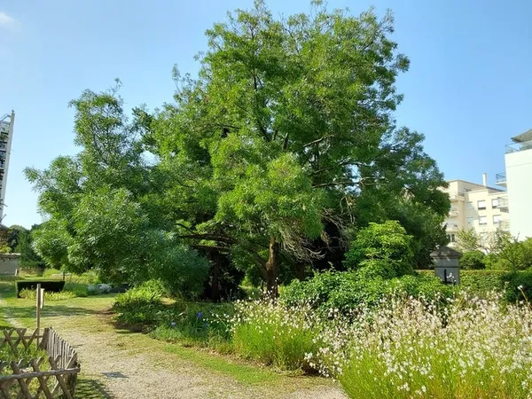 Regards sur les arbres du parc du Vieux cimetière