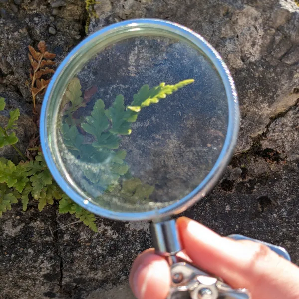 Visite : Plantes de pierres