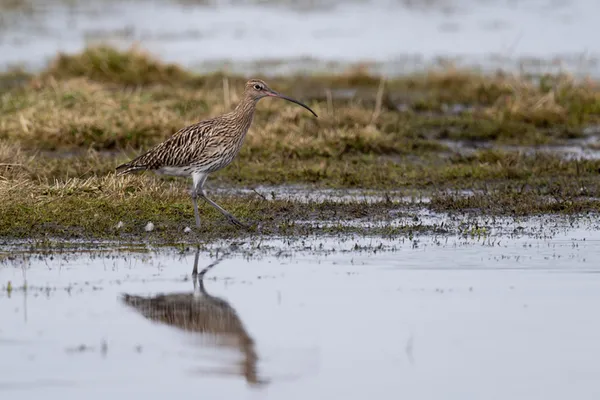 GRAIGNES-MESNIL-ANGOT/50 Oiseaux du marais de Cap