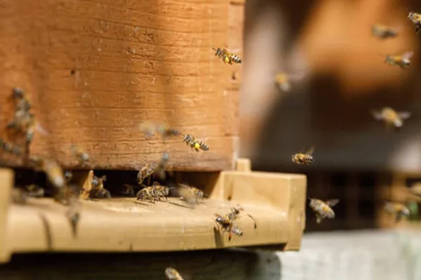 Journée mondiale des abeilles