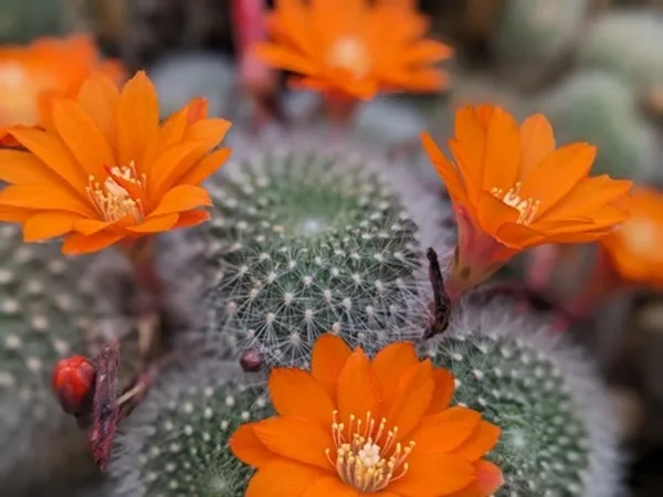Les cactus : un régal pour les yeux