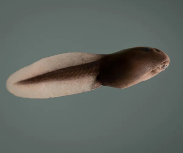 Sortie à la découverte des batraciens