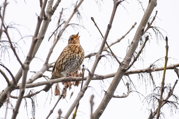 Chant des oiseaux