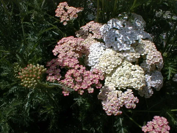 Un jardin remarquable, un pied de nez aux conventions