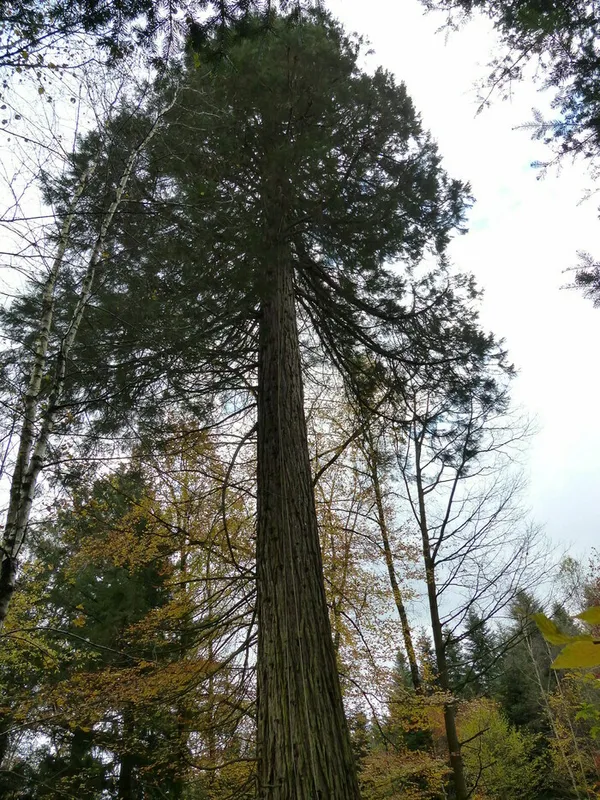 Visite de l'arboretum de la Hutte