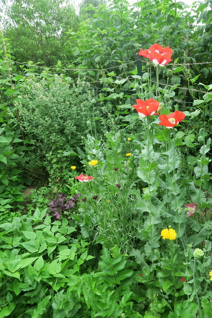 Visite libre du jardin