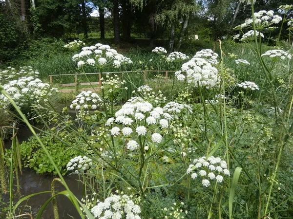 Collections ethnobotaniques : des plantes et des hommes au Jardin botanique de l'Université Paris-Saclay