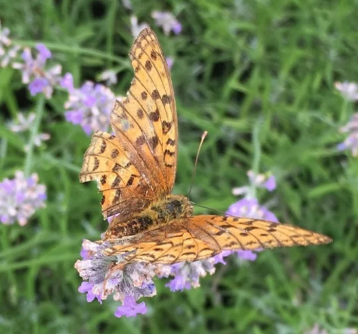 Devine qui papillonne au jardin ?
