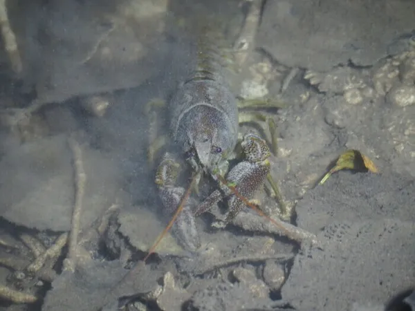 Un homard dans la Rouvre ?