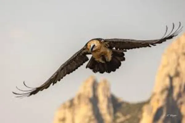 Exposition : "Dans l'œil des rapaces"