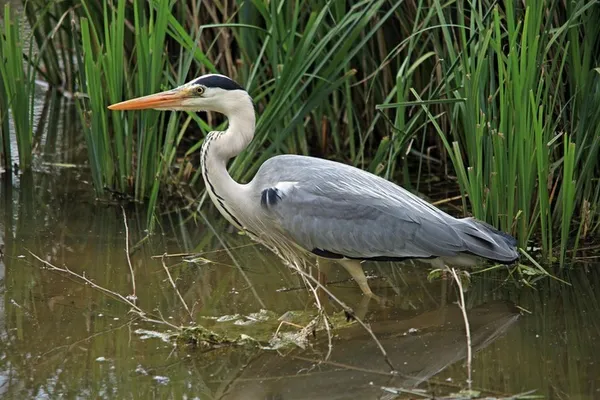 La faune de la Loire avec la Ligue pour la protection des oiseaux