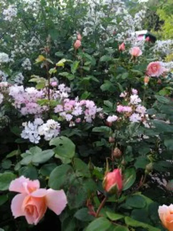 un jardin aux mille couleurs