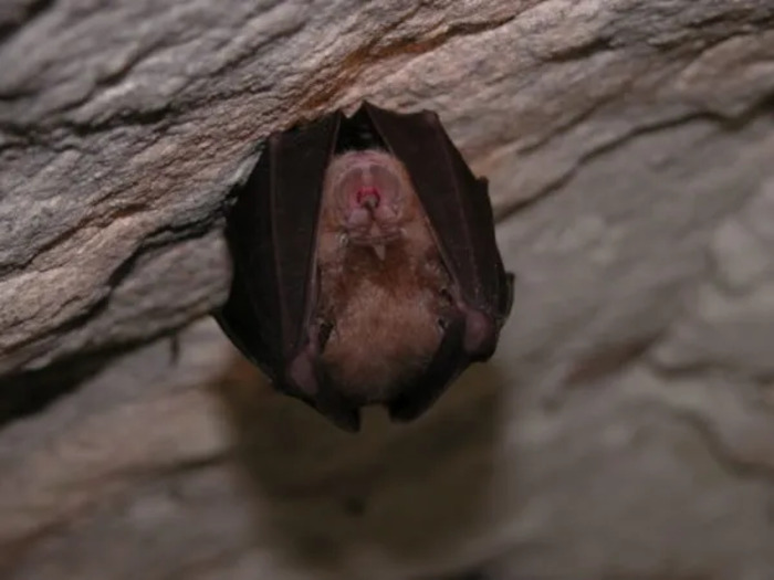 Nuit de la chauve-souris : les étonnantes reines de la nuit