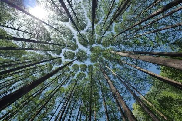 Présentation du film : Il était une forêt