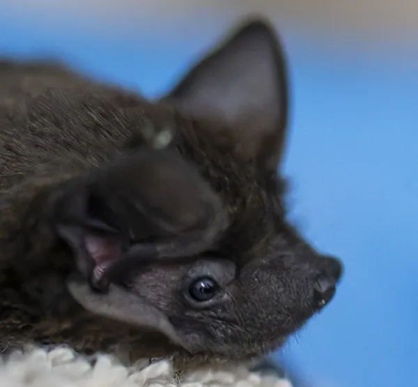 Découverte des chauves-souris en Lorraine