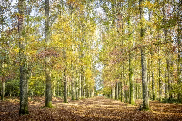 Dans les pas de la Marquise au parc des Rochers