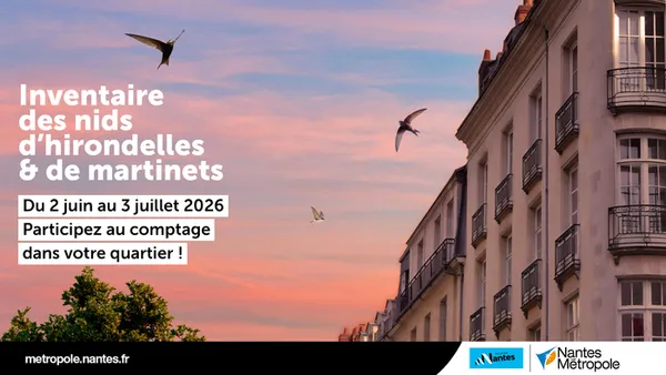 Inventaire des nids d'hirondelles & de martinets