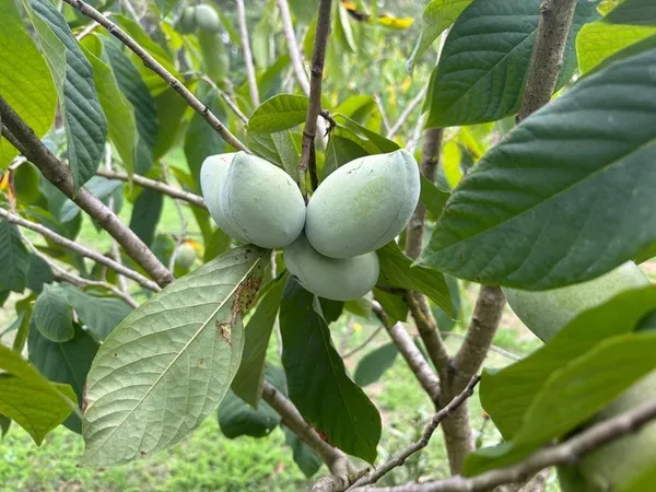 Visite libre : petite fête des plantes de fruitiers hors du commun et agrumes rustiques