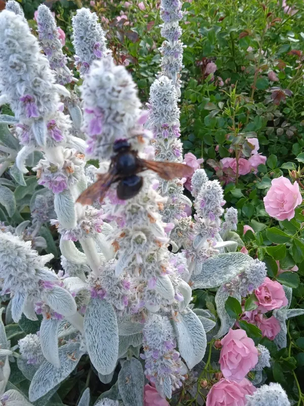 Le jardin des couleurs