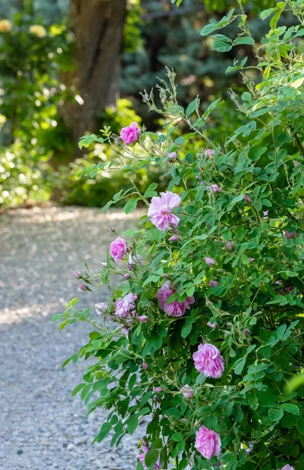 Rendez-vous aux Jardins à la Maison Alexandra David-Néel