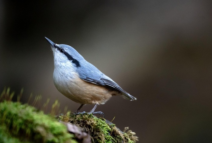 ISSY-LES-MOULINEAUX : 🌿 Jeu Quizz : à la reconnaissance et découverte des chants des oiseaux d’Ile de France
