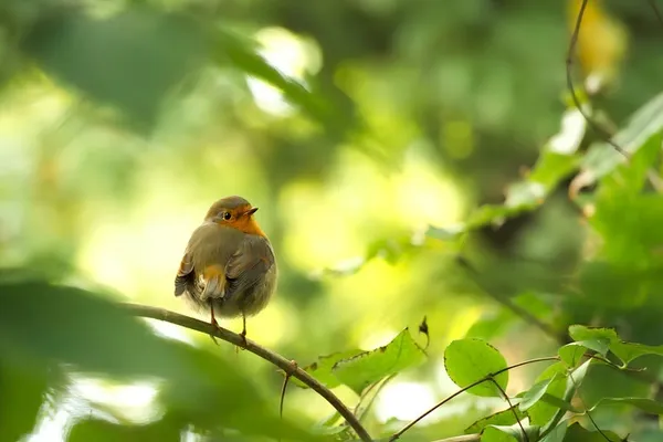 Le jardin vu par les animaux