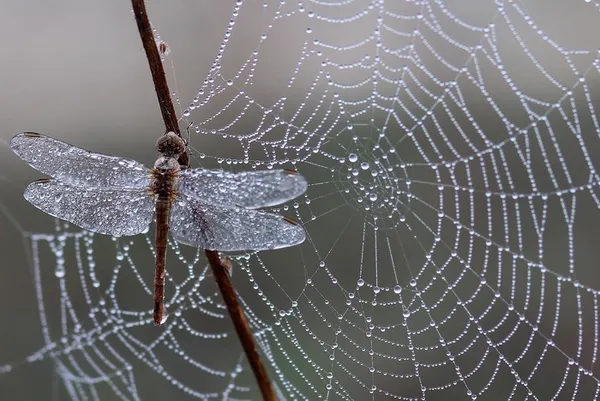 Libellules, papillons, autres insectes, araignées : cherchons les indices de présence et apprenons à les photographier