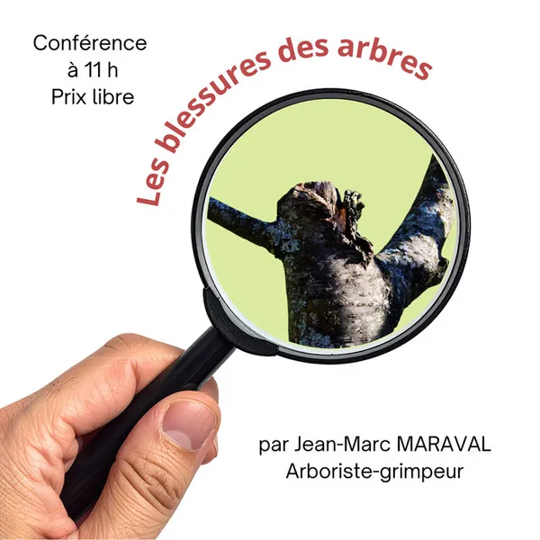 La réaction des arbres face aux blessures
