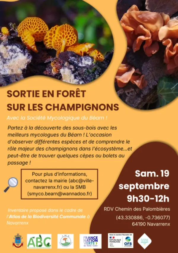 À la découverte des champignons des vielles forêts