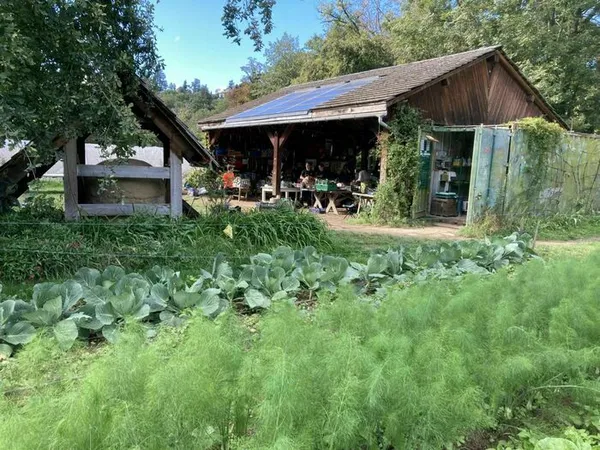 Visite d'un potager associatif collectif