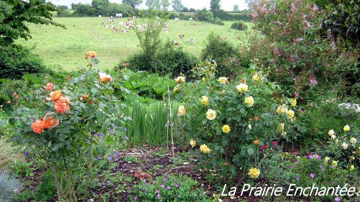 Balade commentée dans la prairie enchantée