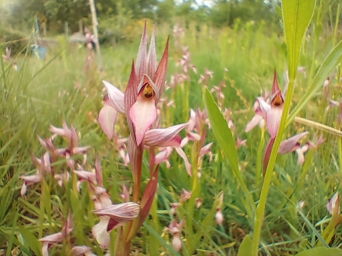 Accueillir la biodiversité au jardin