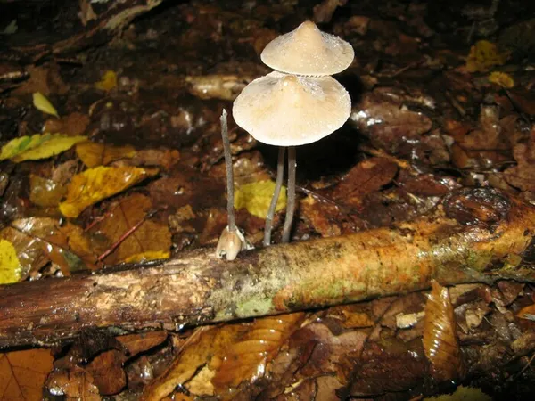 Tout savoir sur les champignons !