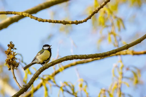 Séance d’ornithologie