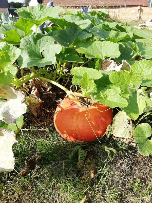 Jardinons ! Cuisiner les courges
