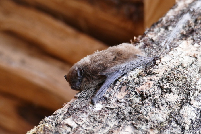 La tête en bas (Nuit de la Chauve-souris)