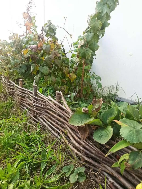 Atelier : Reconnaître et accueillir les plantes spontanées du jardin